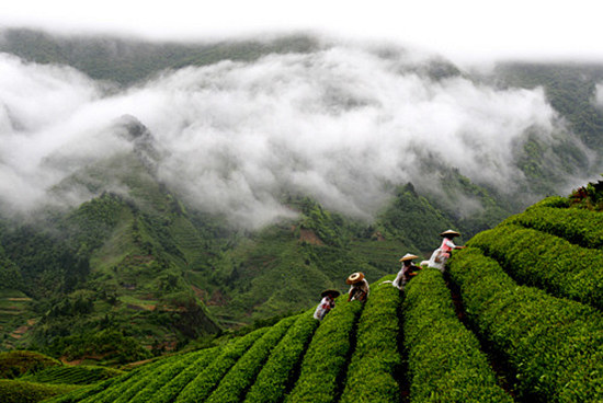 绿茶基本常识:关于绿茶的香味和冲泡次数:绿茶是不发酵茶,是保持茶叶